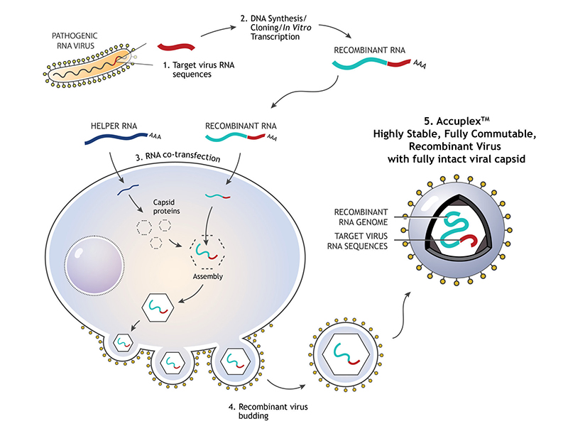 AccuPlex Virus Technology Pic