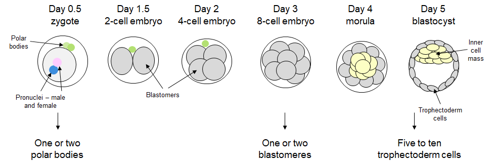 embryonic_development